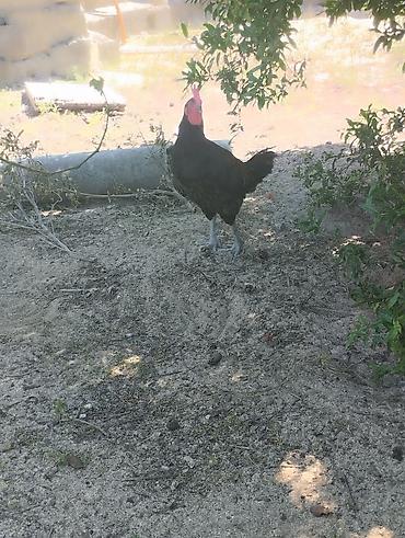 Toyuqlar: Toyuq, Australorp, Damazlıq, Ünvandan götürmə — 13