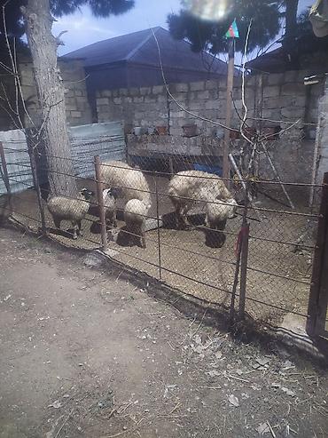 Qoyunlar, qoçlar: Ekiz qoyunlar — 8