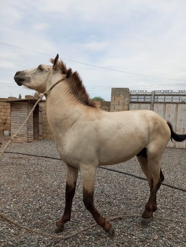 balaca cücə: Самец, лет: 3, Самовывоз