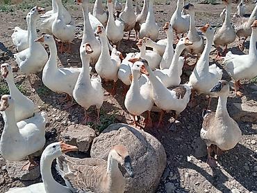 Linda qazları. 1.6 yaş. Qubanın kəndi. Çox alana endirim olacaq lalafo.az -da Linda qazları. 1.6 yaş. Qubanın kəndi. Çox alana endirim olacaq