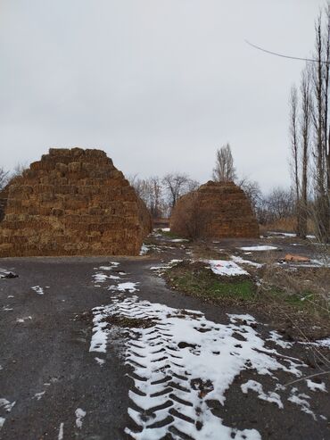 блоки питания для серверов 1: Экиинси кост беде 2500 шт бар.баасы 250сом.Арпа саман 10.000 шт бар