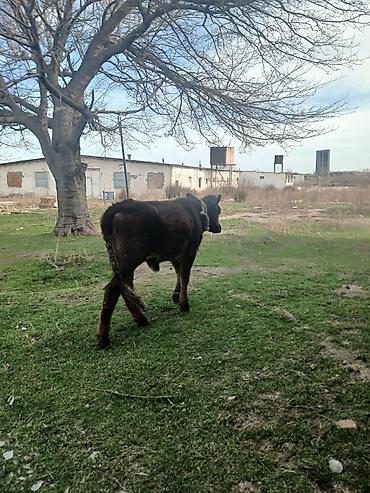 Dana, buzov: Diși göbəkli 7ayLlq disi danadlr. dananln anaslvə anaslnln anaslda — 21