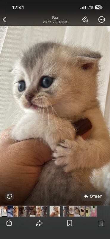 Pişiklər: Şotland yastı qulaq, Dişi, Yaxşı əllərə, Ünvandan götürmə — 3