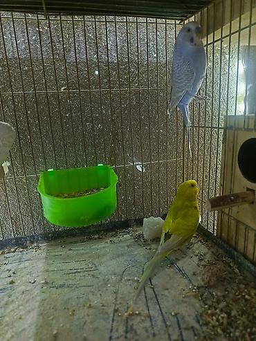 qaqa ordeyi: Papuqaylar ‼️BARTER‼️ olunur satılmır — 3