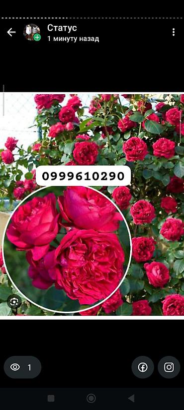 Rose saplings: Саженцы роз в контейнерах - Ассортимент садовых роз (разные сорта и — 38