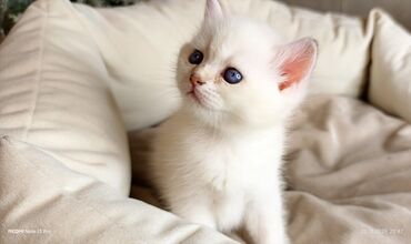 Xaltalar, qayışlar və tasmalar: 3 dişi öz pişiyimin balasıdır makler deiləm — 23