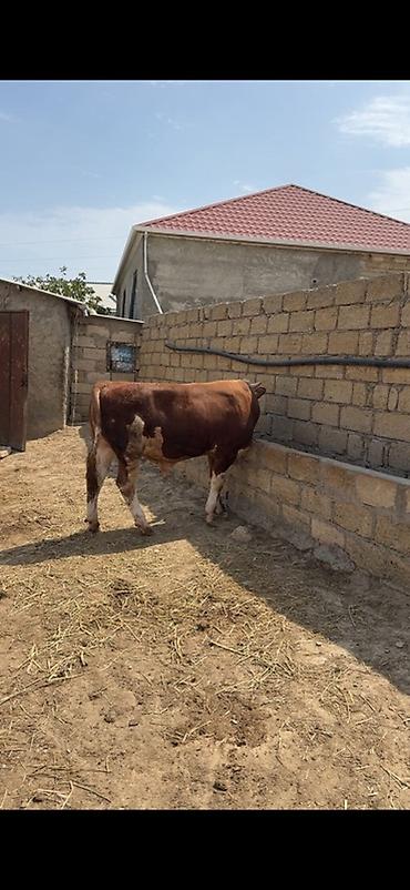 inək: İki baş təmiz qan erkək simmental dana satılır. Böyüyünün 1 yaşı var — 2