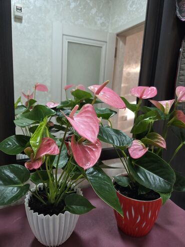 водоросли для аквариума купить: Продаю домашние цветы: эухарис-детки антуриум Лили, спатифиллюм