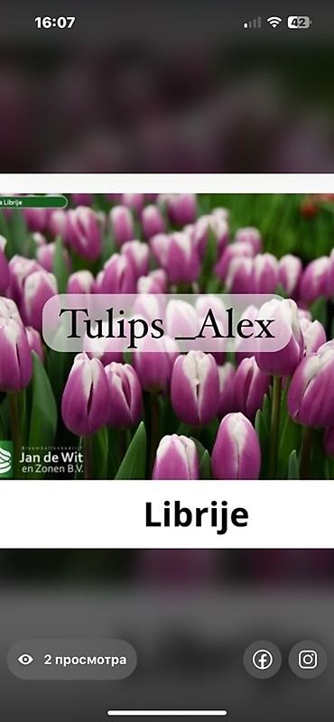 Цветы и букеты: Тюльпаны Tulips Alex💐🌷🌷 - Срезанные тюльпаны в упаковках по пучкам, в — 20