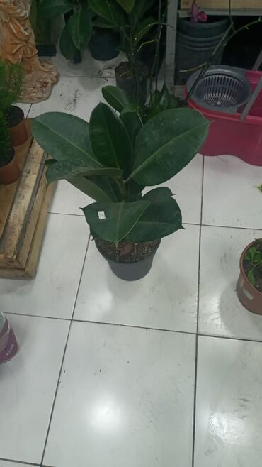 Şitillər: Gül satsi Vathcapa yazın isdediyniz gülü ünvanda catraq Otaq gülleri — 4