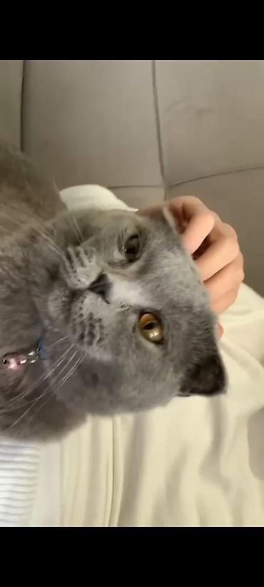 Кошки: Шотландская вислоухая — 5