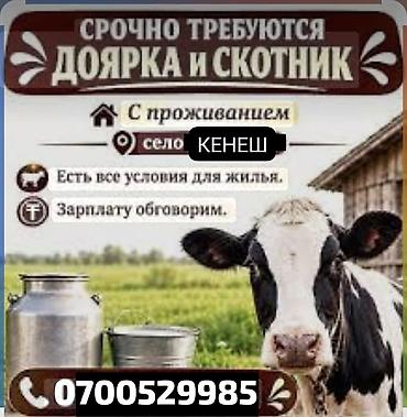 Жумуш: Талап кылынат Саанчы, Төлөм: Ай сайын — 1