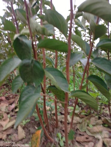 Şitillər: Meyvə tingləri satışdadır və sağlam zəmanətli sifariş verə bilərsiz -da lalafo.az — 28 Şitillər: Meyvə tingləri satışdadır və sağlam zəmanətli sifariş verə bilərsiz — 28