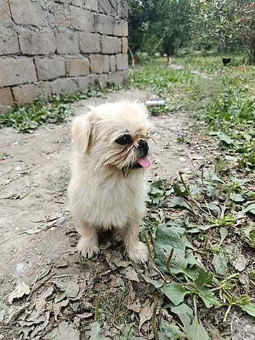 İtlər: Pekines, 1 il, Erkek, Ünvandan götürmə — 6