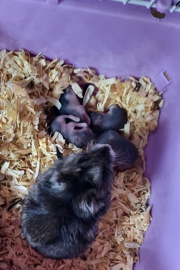 енот в баку купить: Balaca, boz rəngli hamsterlar. Bu növ hamsterlər ev şəraitində