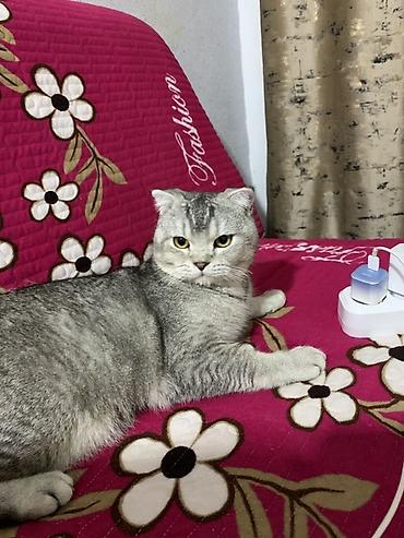 куплю конь: Шотландская вислоухая кошка (Scottish Fold) - Окрас: серебристый — 3