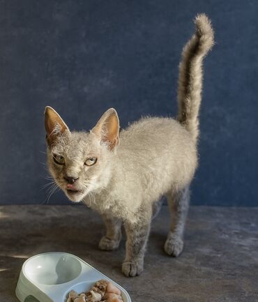 продаю кот: 2 айлык, Ургаачы, Курттардан тазаланган