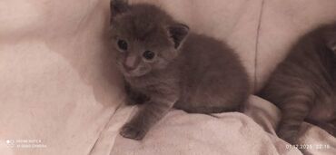 Pişiklər: Britan, Erkək, Dişi — 7