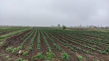 Другие специальности: Талаа иштерине Байкелер, Жигиттер керек суугатка. Кулпунай, Малина — 9