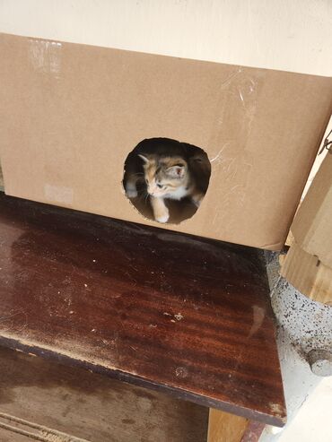 Pişiklər: Dişi — 11