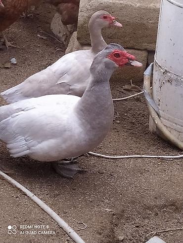 tap az toyuq: LAL ÖRDƏK BALALARI. Macar Mirvari az olur Lavanda Qırmızı bık- ( — 5