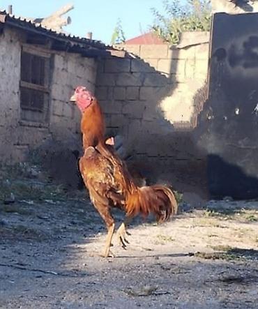 barter xoruz: Diqqətlə oxu 👉 qiymət razılaşma yoluynan Salam yaxşı qan xətti xoruz — 4