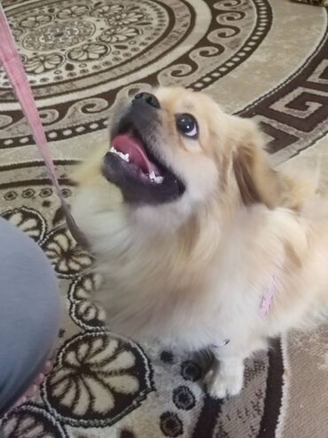 в хорошие руки собаку: Pekines, 1 il, Dişi, Ünvandan götürmə