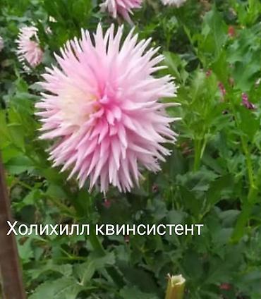 фикус тинеке: Продаю клубни сортовых георгин 200-400 сом — 2