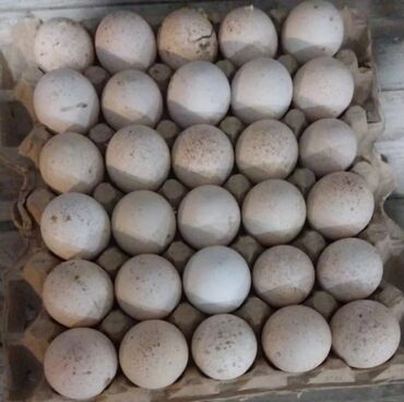 Yumurta: Hinduşka yumurtası tam mayalı kanada sortudu çoxdu deyə satılır