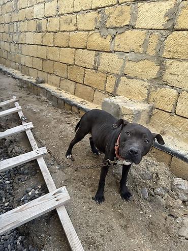 İtlər: Pitbul, 1 il, Dişi, Peyvəndli — 1