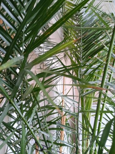 ростки пальмы: Продаю декоративную пальму, выращена на балконе. Высота более трёх