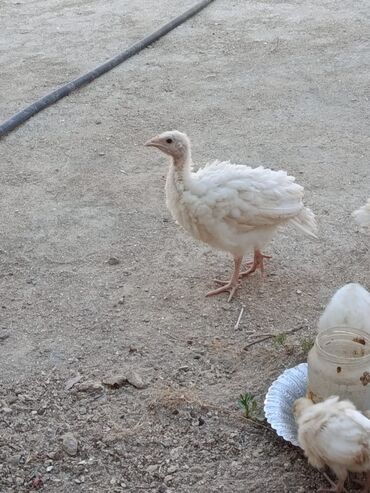 geref quşu: Satılır 17-20 azn arası. Sağlam heyvanları. inqubator deyil