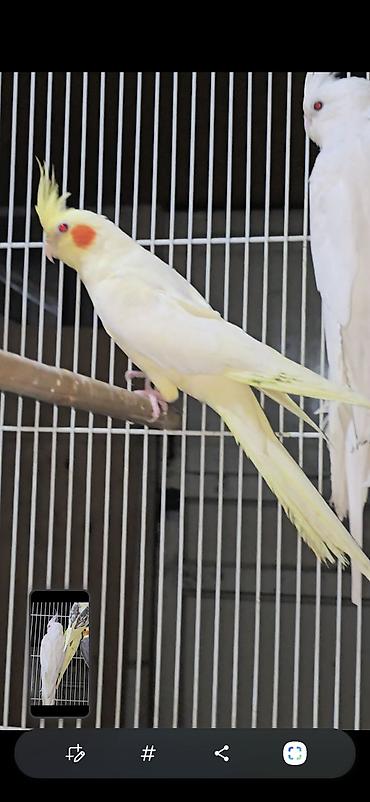 сколько стоит страус: 🦜 Кореллы — 3 взрослые рабочие пары! Продаются красивые, здоровые и — 2
