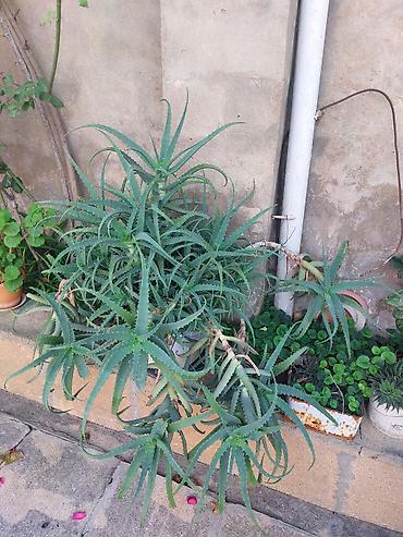kameliya gulu satisi: 15 ilin Aloesidir.Əsl əzva.Aloe gülü (Aloe vera tipli — 1