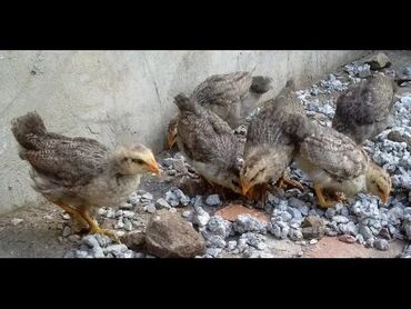 купить корм для перепелов несушек: Трёх недельные цыплята борковская борвистая и австролорп чёрно