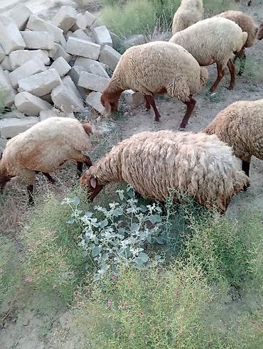 it qiz adlari: Salam qisir qoyunlar satilir 220 manatdan unvan saray — 4