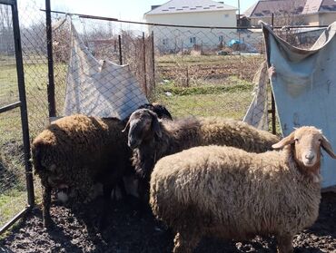 продажа коз: Продаю | Овца (самка), Ягненок, Баран (самец)