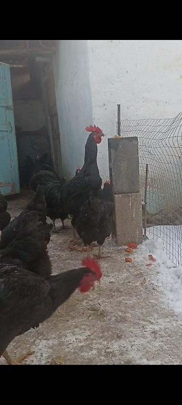 Куры, петухи: Продаю | Петух | Для разведения — 8