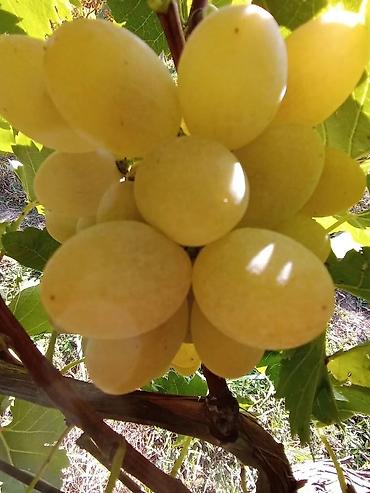 Meyvə və giləmeyvə: Məhsul: Qırmızı/çəhrayı süfrə üzümü (salxım) - Böyük, sıx salxımlar; — 19