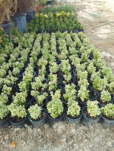 Çöl bitkiləri: Həmişə yaşıl — 10