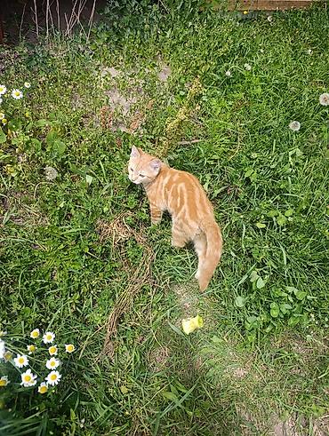 кролики бургундия: Рыжий котёнок с ярким мраморным окрасом (классический табби). - — 3