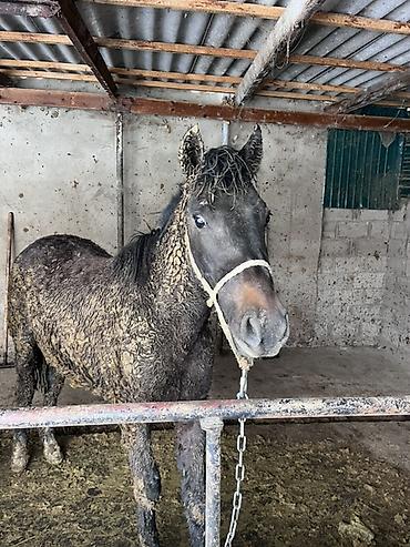 Лошади, кони: Продаю | Жеребец | Полукровка | Для разведения — 1
