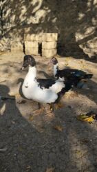 dana qiyməti xacmaz: Lal ördəklər satılır 5 aylıqdilar 2 ədəddilər tam sağlamdırlar biri