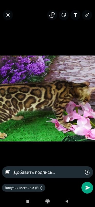 Продажа кошек: Друзья !! в проф питомнике Бен Гла Мур новые детки .Бенгальские котята — 16