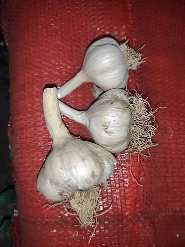 Продукты питания: Чеснок Оптом — 1