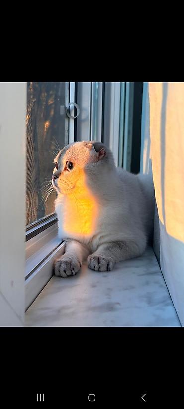 Кошки: Шотландская вислоухая, Самец, Для вязки — 4