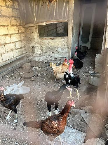 xarkov toyuqları satışı: 4 herati 3 toyuq satilir unvan mastaga .herati 25 manata toyuqlar 10 — 1