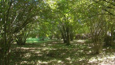 Torpaq sahələrinin satışı: 74 sot, Kupça (Çıxarış) -da lalafo.az — 8 Torpaq sahələrinin satışı: 74 sot, Kupça (Çıxarış) — 8