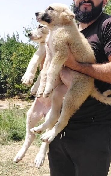 pulsuz itlerin verilmesi: Qurdbasar, 2 ay, Dişi, Ünvandan götürmə