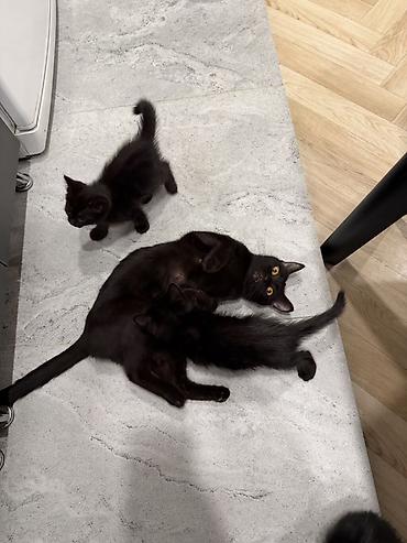 вязка коты: Отдам котят в хорошие руки на половину породистые очень хорошие — 1